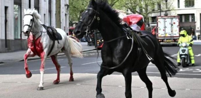 Caballos se hacen virales tras causar desastres en Londres (+Video)