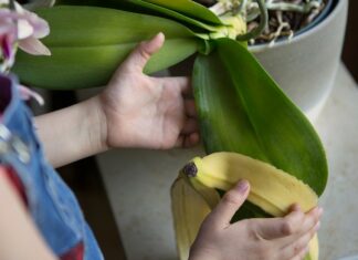 Esto podrás hacer en casa con la concha de esta fruta