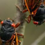 Trillones de cigarras emergerán del suelo en Estados Unidos