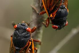 Trillones de cigarras emergerán del suelo en Estados Unidos