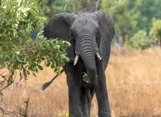 Un fallecido y varios heridos tras brutal ataque de elefante en Zambia