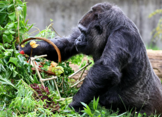 Berlín| Gorila más longeva del mundo celebró su 67 años (+Video)
