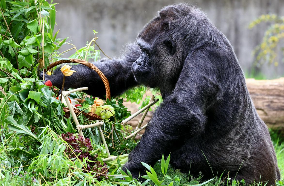 Berlín| Gorila más longeva del mundo celebró su 67 años (+Video)