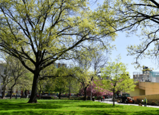 Detectan gripe aviar en parque de Nueva York (+Detalles)