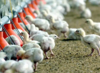 OMS pide estar alerta ante transmisión de gripe aviar