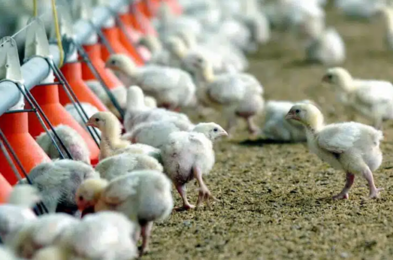 OMS pide estar alerta ante transmisión de gripe aviar