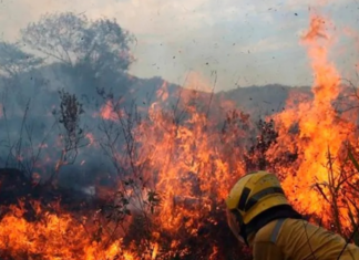 Reportan incendios forestales en Falcón