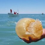 Venezuela exporta la medusa “bola de cañón” que invade sus costas a China