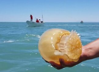 Venezuela exporta la medusa “bola de cañón” que invade sus costas a China