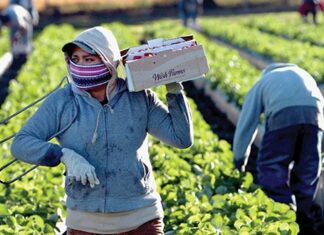 EEUU| Nueva norma de protección para inmigrantes que trabajan en el sector agrícola