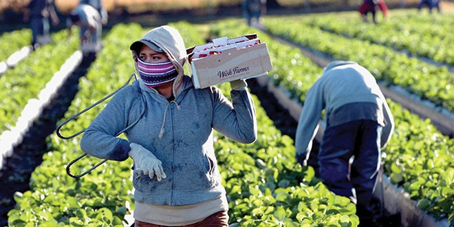 EEUU| Norma de protección para inmigrantes en el sector agrícola