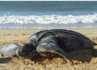 La tortuga más grande del planeta depositó sus huevos en Margarita (+Video)