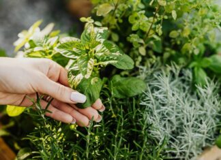 ¡Milagrosas! Así son estas plantas que te ayudan a sanar