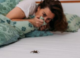 ¡No las mates! Cómo ahuyentar las arañas de casa