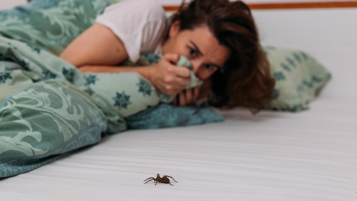 ¡No las mates! Cómo ahuyentar las arañas de casa | Diario 2001