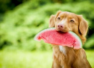 10 frutas que debes incluir en la dieta de tu perro
