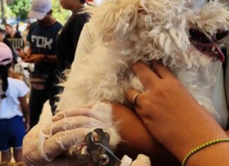 Anuncian jornada de atención veterinaria gratuita en Caracas (+Fecha)