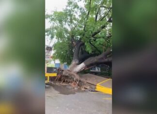 Árbol cayó y arrancó la acera en una comunidad de Carabobo (+Video)