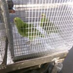 EEUU | Cae traficante de animales con aves ocultas en su auto