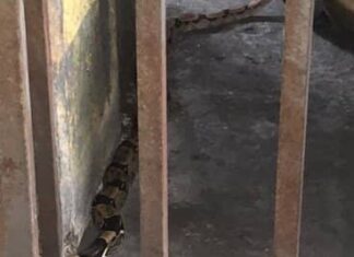 Reportan presencia de serpientes mapanares en este sector de Caracas (+Fotos)