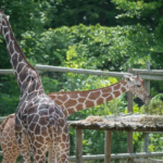 Sacrifican a Taji, la jirafa gentil del Zoológico de Illinois (+Detalles)