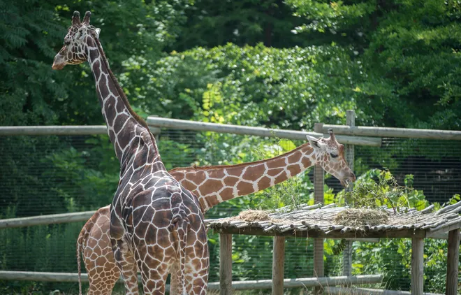Sacrifican a Taji, la jirafa gentil del Zoológico de Illinois (+Detalles)