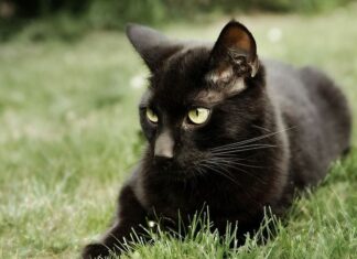 ¿Le temes a los gatos negros? El gato Bombay es de este tono y lo amarás