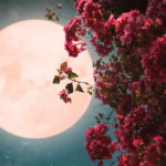 EEUU | Conozca cuándo aparecerá la Luna de las Flores en Illinois