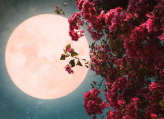 EEUU | Conozca cuándo aparecerá la Luna de las Flores en Illinois