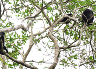 Monos aulladores caen muertos de los árboles por las altas temperaturas