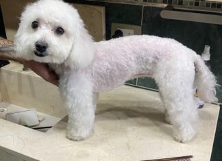 Caracas | Los peluqueros caninos a domicilio revelan sus tarifas (+MONTOS)