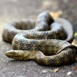 Para disuadir a sus depredadores estas serpientes fingen su muerte (+Detalles)