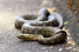 Para disuadir a sus depredadores estas serpientes fingen su muerte (+Detalles)