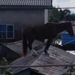 Así fue el rescate de un caballo sobre el techo de una vivienda en Brasil (+Video)