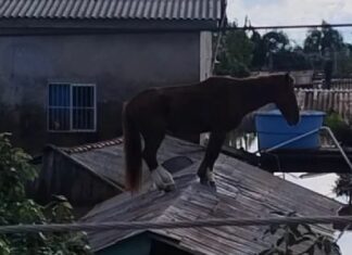 Así fue el rescate de un caballo sobre el techo de una vivienda en Brasil (+Video)