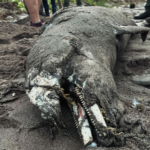 Un delfín con heridas por arma blanca fue hallado muerto en Catia La Mar