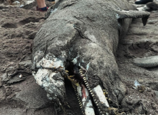 Un delfín con heridas por arma blanca fue hallado muerto en Catia La Mar