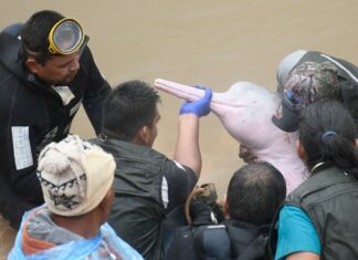 Rescatan a dos delfines rosados atrapados y los trasladan a la Amazonía (+Fotos)