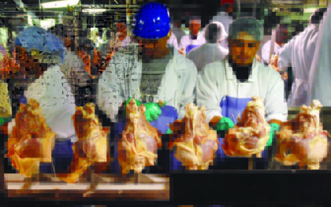 California | Empresas procesadoras de pollo deberán pagar 5 millones de dólares a empleados (+Detalles)