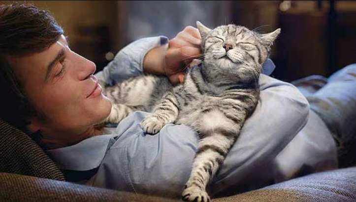 ¿A los gatos les gusta ser abrazados? ¡Te lo contamos! | Diario 2001