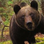 Aplican eutanasia a un oso que irrumpía en viviendas de California