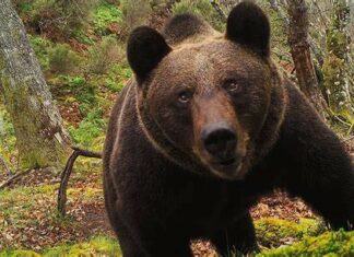 Aplican eutanasia a un oso que irrumpía en viviendas de California