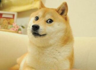 Muere Kabosu, el perro del meme Doge: Harán actos funerarios
