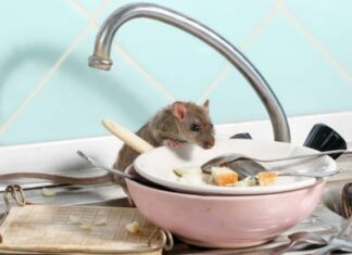 Evita ratones en tu casa: Sigue estas recomendaciones