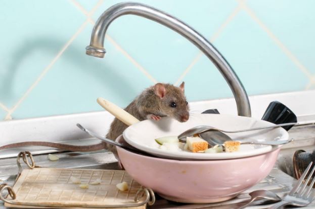Evita ratones en tu casa: Sigue estas recomendaciones