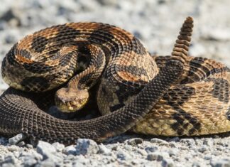 EEUU | ¿Cómo evitar que las serpientes entren a las casas en Texas? (+Recomendaciones)