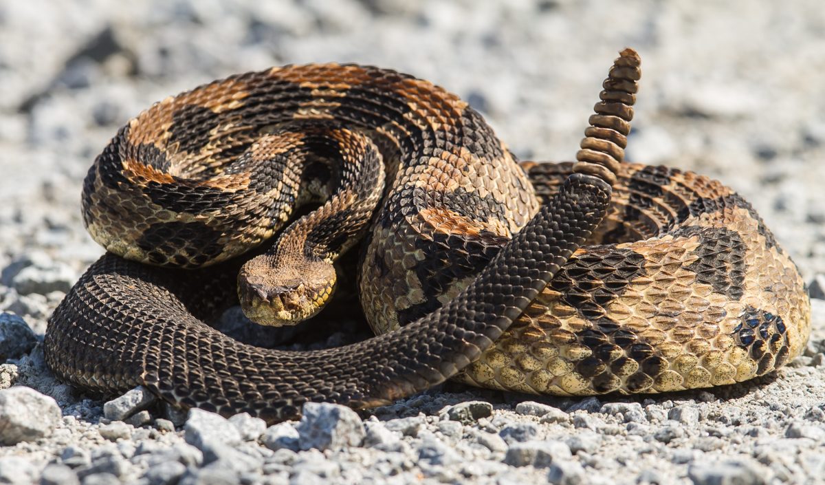 EEUU | ¿Cómo evitar que las serpientes entren a las casas en Texas? (+Recomendaciones)