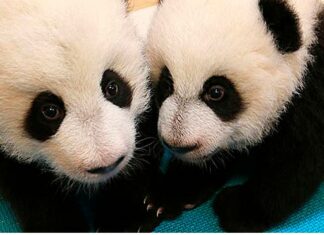 Zoológico en China estafa a visitantes con falsos osos pandas (+VIDEO)