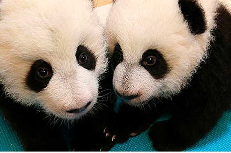 Zoológico en China estafa a visitantes con falsos osos pandas (+VIDEO)