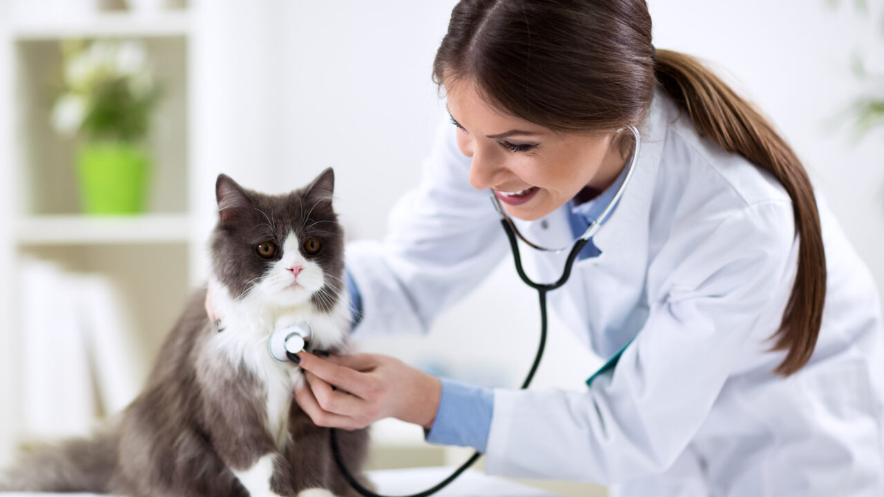 Atención veterinaria: ¿Cuándo llevar al gato, según los expertos?